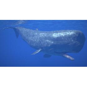 Sperm Whale Male Rigged